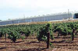 Penfolds Winery, Sth Australia